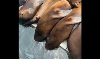 お昼寝中のアシカたち。頭が水中に沈んでいる子もいるけれど・・起き上がる気はない？【アメリカ・動画】