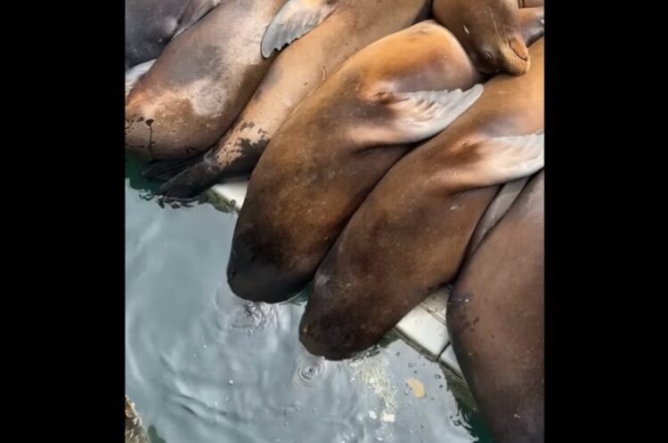 お昼寝中のアシカたち。頭が水中に沈んでいる子もいるけれど・・起き上がる気はない？【アメリカ・動画】