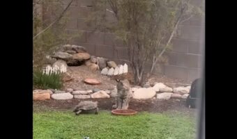 なんでついてくるの？いつまでも追いかけてくるカメにボブキャットはタジタジ！【アメリカ・動画】