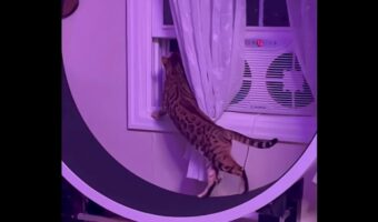 キャットホイールでウォーキング中の猫。だけど窓の外も気になって身を乗り出す!?【アメリカ・動画】