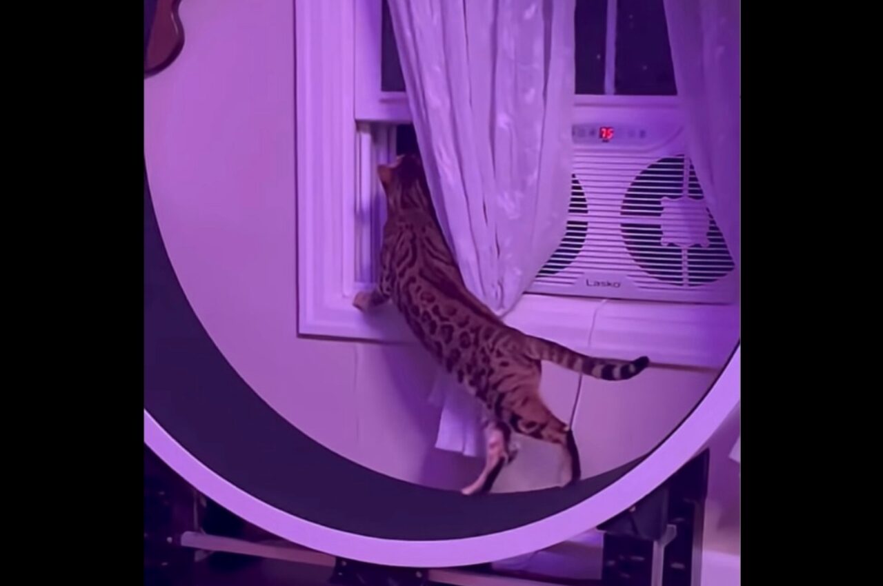キャットホイールでウォーキング中の猫。だけど窓の外も気になって身を乗り出す!?【アメリカ・動画】