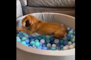 最高の遊び場に大はしゃぎ！子犬はプレゼントされたボールプールでさっそく遊び回る！！【アメリカ・動画】