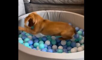 最高の遊び場に大はしゃぎ!子犬はプレゼントされたボールプールでさっそく遊び回る!!【アメリカ・動画】