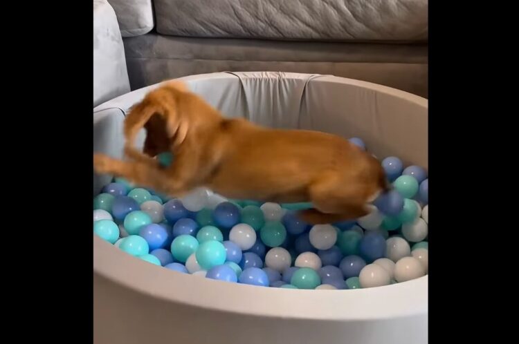 最高の遊び場に大はしゃぎ！子犬はプレゼントされたボールプールでさっそく遊び回る！！【アメリカ・動画】