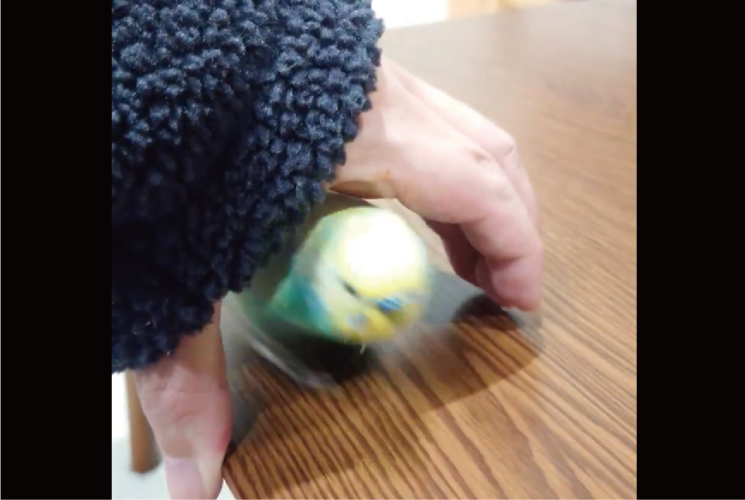 楽しそうに何度もトンネルをくぐる！駆け抜けるセキセイインコの姿に反響「速いですね」「走るのが好きなんだね」