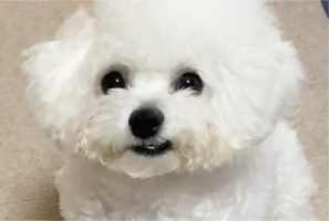 ビションフリーゼの寝ぐせ姿に反響「一口かじった綿あめみたい」「ニヒルな口元も素敵」