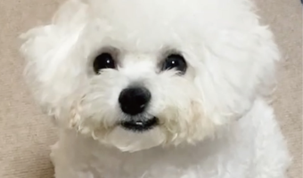 ビションフリーゼの寝ぐせ姿に反響「一口かじった綿あめみたい」「ニヒルな口元も素敵」