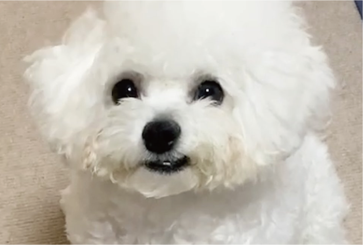 ビションフリーゼの寝ぐせ姿に反響「一口かじった綿あめみたい」「ニヒルな口元も素敵」