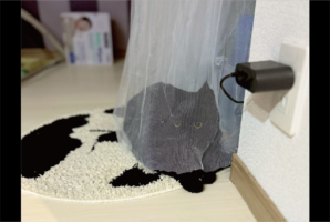 カーテンで上手に隠れている？レースのカーテンの中にいる黒猫の姿に「かわいい！」「投網に捕まったみたいやで？」