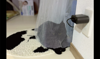 カーテンで上手に隠れている？レースのカーテンの中にいる黒猫の姿に「かわいい！」「投網に捕まったみたいやで？」