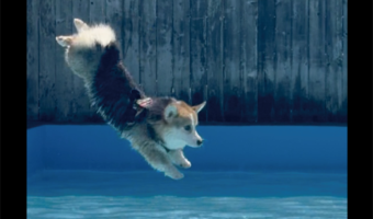 飛び込みフォームが綺麗すぎる！コーギーがプールに飛び込む瞬間を捉えた写真が話題に「角度が素晴らしい」「犬リンピック水泳代表」