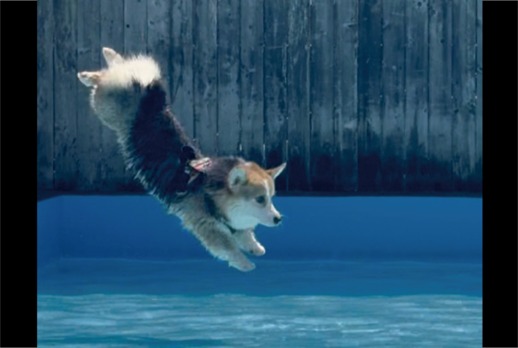 飛び込みフォームが綺麗すぎる！コーギーがプールに飛び込む瞬間を捉えた写真が話題に「角度が素晴らしい」「犬リンピック水泳代表」