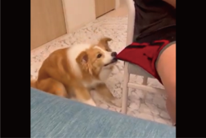 ボーダーコリーはパパさんに遊んでもらいたい！必死で健気にアピールする姿に反響「遊んでくれるまで離さないワン」