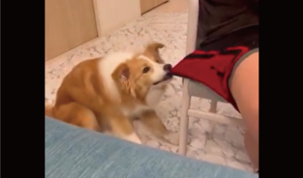 ボーダーコリーはパパさんに遊んでもらいたい!必死で健気にアピールする姿に反響「遊んでくれるまで離さないワン」