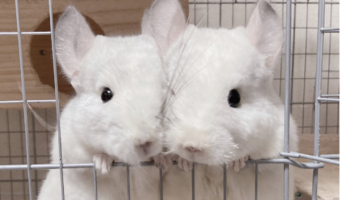 顔をぴとっ！小窓から一緒に顔を出すチンチラのかわいすぎるツーショットが話題に