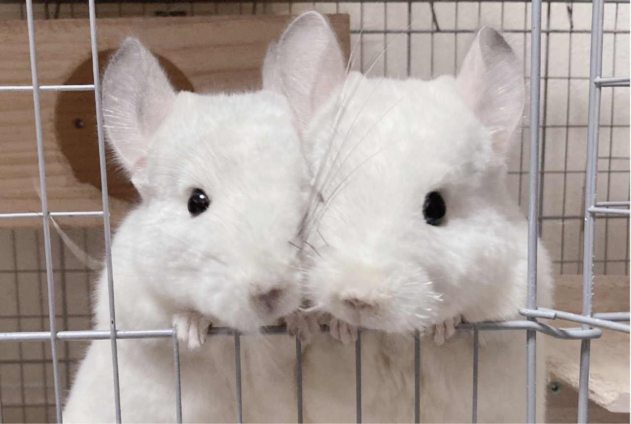 顔をぴとっ!小窓から一緒に顔を出すチンチラのかわいすぎるツーショットが話題に