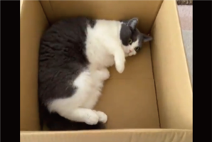 荷物が届いたら・・、早速段ボールをチェック！入念なネコに「ゴロゴロしてかわいい」「職人のチェックは早いね」