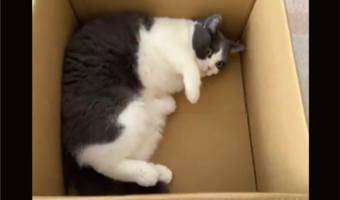 荷物が届いたら・・、早速段ボールをチェック!入念なネコに「ゴロゴロしてかわいい」「職人のチェックは早いね」