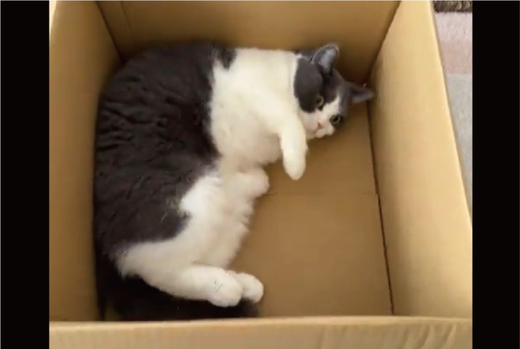 荷物が届いたら・・、早速段ボールをチェック！入念なネコに「ゴロゴロしてかわいい」「職人のチェックは早いね」