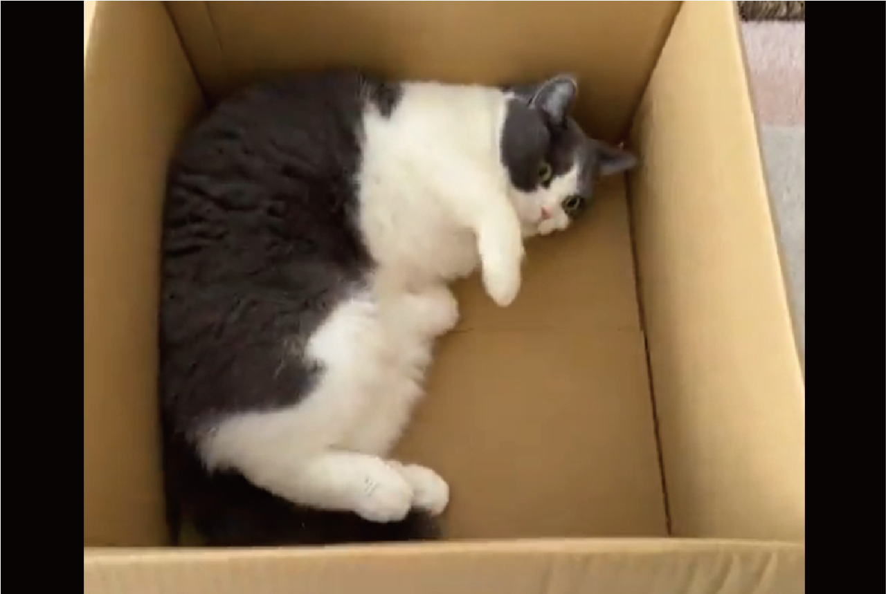 荷物が届いたら・・、早速段ボールをチェック!入念なネコに「ゴロゴロしてかわいい」「職人のチェックは早いね」
