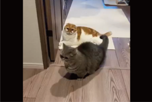 ネコが同居猫にイタズラ！？すれ違いざまに足をかけて転ばせようとするまさかの瞬間を目撃「しれ〜っといったにゃ〜」