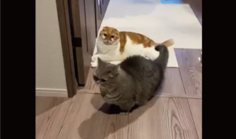 ネコが同居猫にイタズラ!?すれ違いざまに足をかけて転ばせようとするまさかの瞬間を目撃「しれ〜っといったにゃ〜」