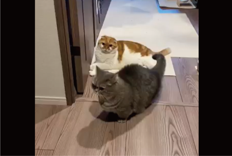 ネコが同居猫にイタズラ！？すれ違いざまに足をかけて転ばせようとするまさかの瞬間を目撃「しれ〜っといったにゃ〜」