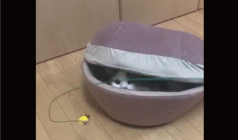 新種の生物！？違う！飛び出てきたのは・・オモチャに反応したネコだ！！「ヤドカリに変身」「かわいい生き物やな」