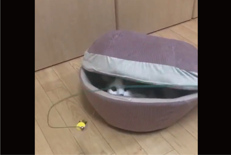 新種の生物！？違う！飛び出てきたのは・・オモチャに反応したネコだ！！「ヤドカリに変身」「かわいい生き物やな」