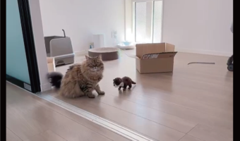 ナイススライディング！ドリフトするようにスライディングを決めて現れたサイベリアンに反響