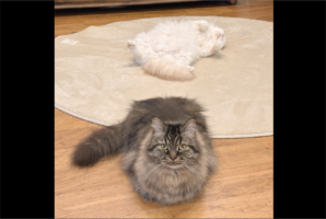 「おててないない」と「ヘソ天」が同時に見れた！くつろぐネコたちの姿が話題に