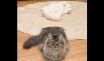 「おててないない」と「ヘソ天」が同時に見れた!くつろぐネコたちの姿が話題に