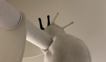 ハンモックからおててを出しているネコたち。その様子を下から見てもかわいいと話題に