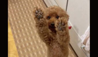 ちょーだいアピールがかわいすぎるイヌの動きに反響「これ以上伸びません〜」「肉球プニプニしたいです」