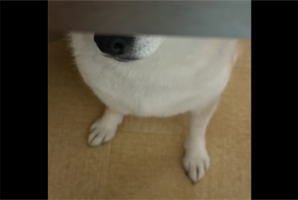 テーブルの下に潜りこんだ柴犬。飼い主さんがごはんを落とすのを狙う姿が話題に「早くごはん落とせ～と訴えてます」「一寸先は犬の口」