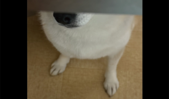 テーブルの下に潜りこんだ柴犬。飼い主さんがごはんを落とすのを狙う姿が話題に「早くごはん落とせ～と訴えてます」「一寸先は犬の口」