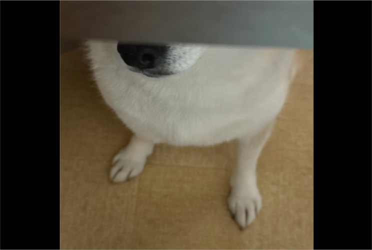 テーブルの下に潜りこんだ柴犬。飼い主さんがごはんを落とすのを狙う姿が話題に「早くごはん落とせ～と訴えてます」「一寸先は犬の口」