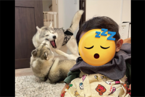 やっと眠ってくれた赤ちゃん。だけどその背後では・・今にも赤ちゃんが目覚めてしまいそうな事態が！？「この子はたくましく育つ」「後ろがえらいこっちゃですね」
