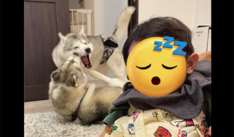 やっと眠ってくれた赤ちゃん。だけどその背後では・・今にも赤ちゃんが目覚めてしまいそうな事態が!?「この子はたくましく育つ」「後ろがえらいこっちゃですね」