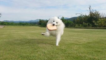 パンをくわえながらウキウキ！ドッグランを駆ける日本スピッツが話題に「少女マンガのワンシーン」「曲がり角で素敵なお相手とぶつかる？」