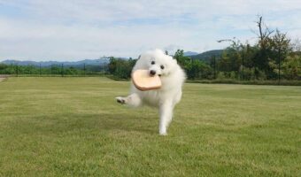 パンをくわえながらウキウキ！ドッグランを駆ける日本スピッツが話題に「少女マンガのワンシーン」「曲がり角で素敵なお相手とぶつかる？」