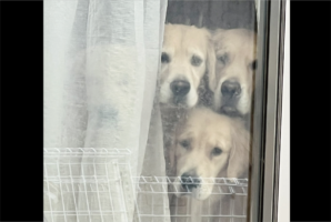 4頭のゴールデンレトリバーからの熱視線。ちょっと買い物に行こうとした時の出来事が話題に「4頭？？って思ったら」「あ、、、いたいた」