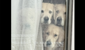 4頭のゴールデンレトリバーからの熱視線。ちょっと買い物に行こうとした時の出来事が話題に「4頭??って思ったら」「あ、、、いたいた」