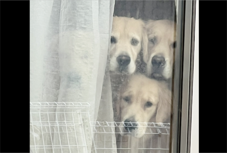 4頭のゴールデンレトリバーからの熱視線。ちょっと買い物に行こうとした時の出来事が話題に「4頭？？って思ったら」「あ、、、いたいた」