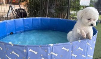 愛犬を初めてプールに入れてみたら・・。そのリアクションが話題に「哀愁漂いすぎ」「残念そうですね・・・」