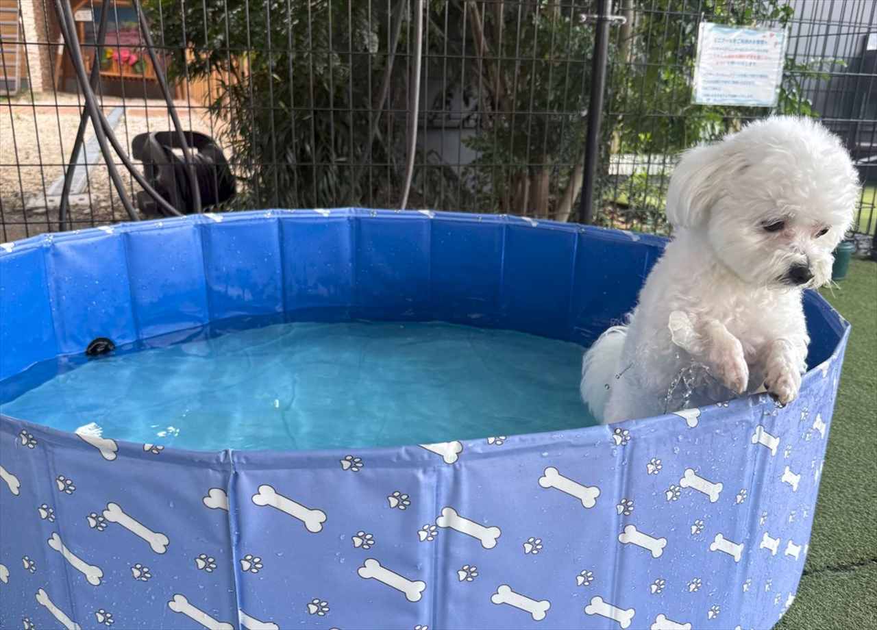 愛犬を初めてプールに入れてみたら・・。そのリアクションが話題に「哀愁漂いすぎ」「残念そうですね・・・」