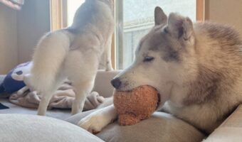 オモチャをくわえたハスキー犬。遊んでいるかと思いきや・・実は眠っている!?