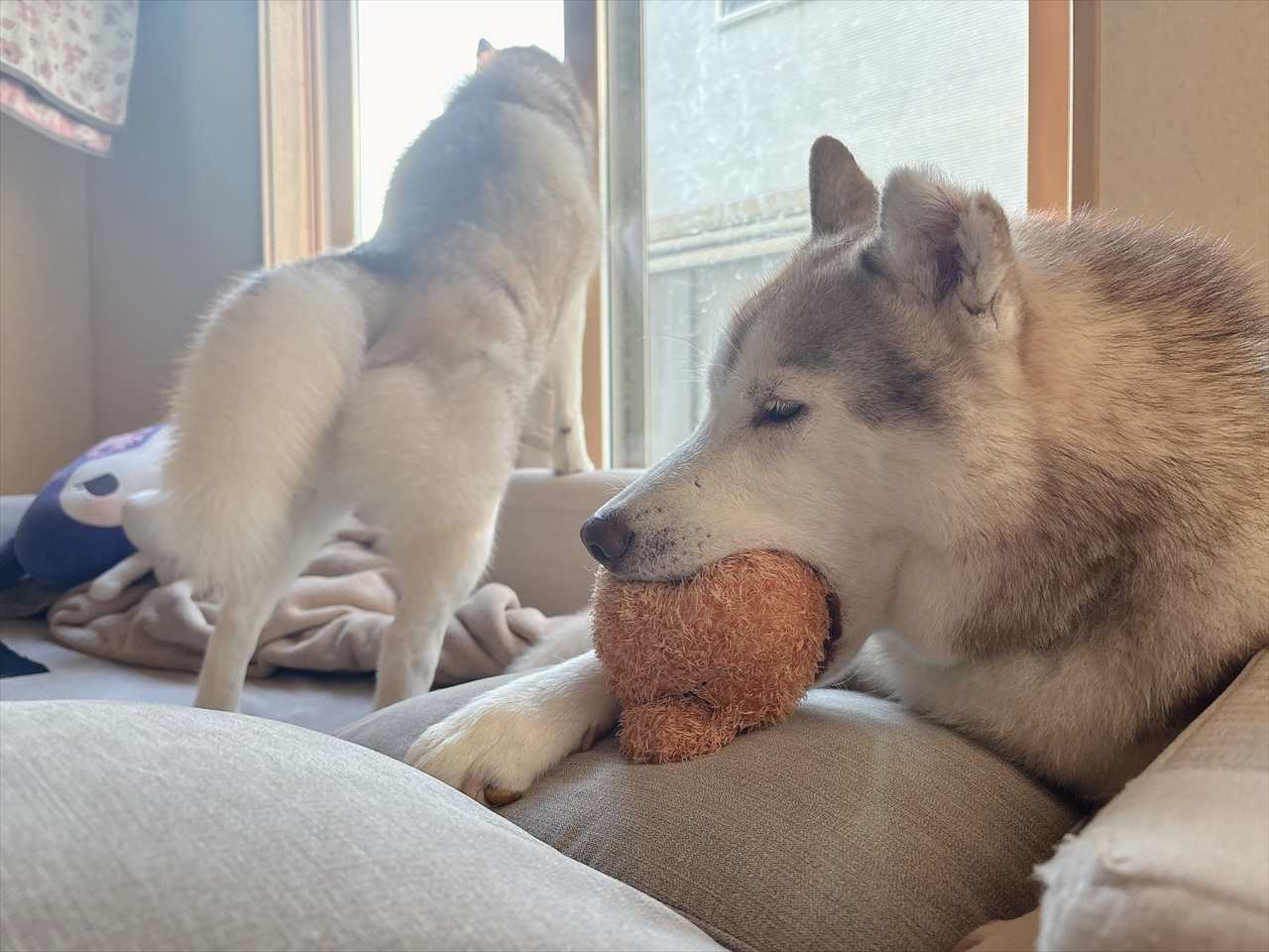 オモチャをくわえたハスキー犬。遊んでいるかと思いきや・・実は眠っている!?