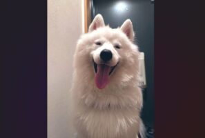 満面の笑みを浮かべるサモエドに反響。おさんぽに行けるのが分かって喜ぶのがかわいすぎる！