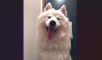 満面の笑みを浮かべるサモエドに反響。おさんぽに行けるのが分かって喜ぶのがかわいすぎる！